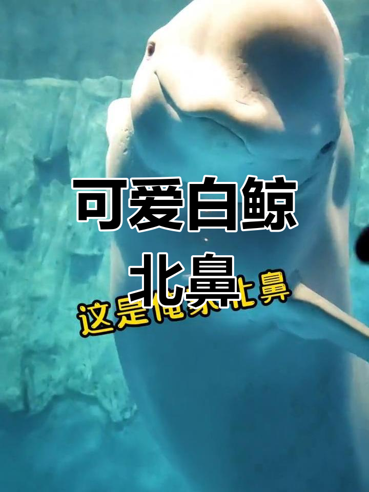 白鲸宝宝萌化心扉