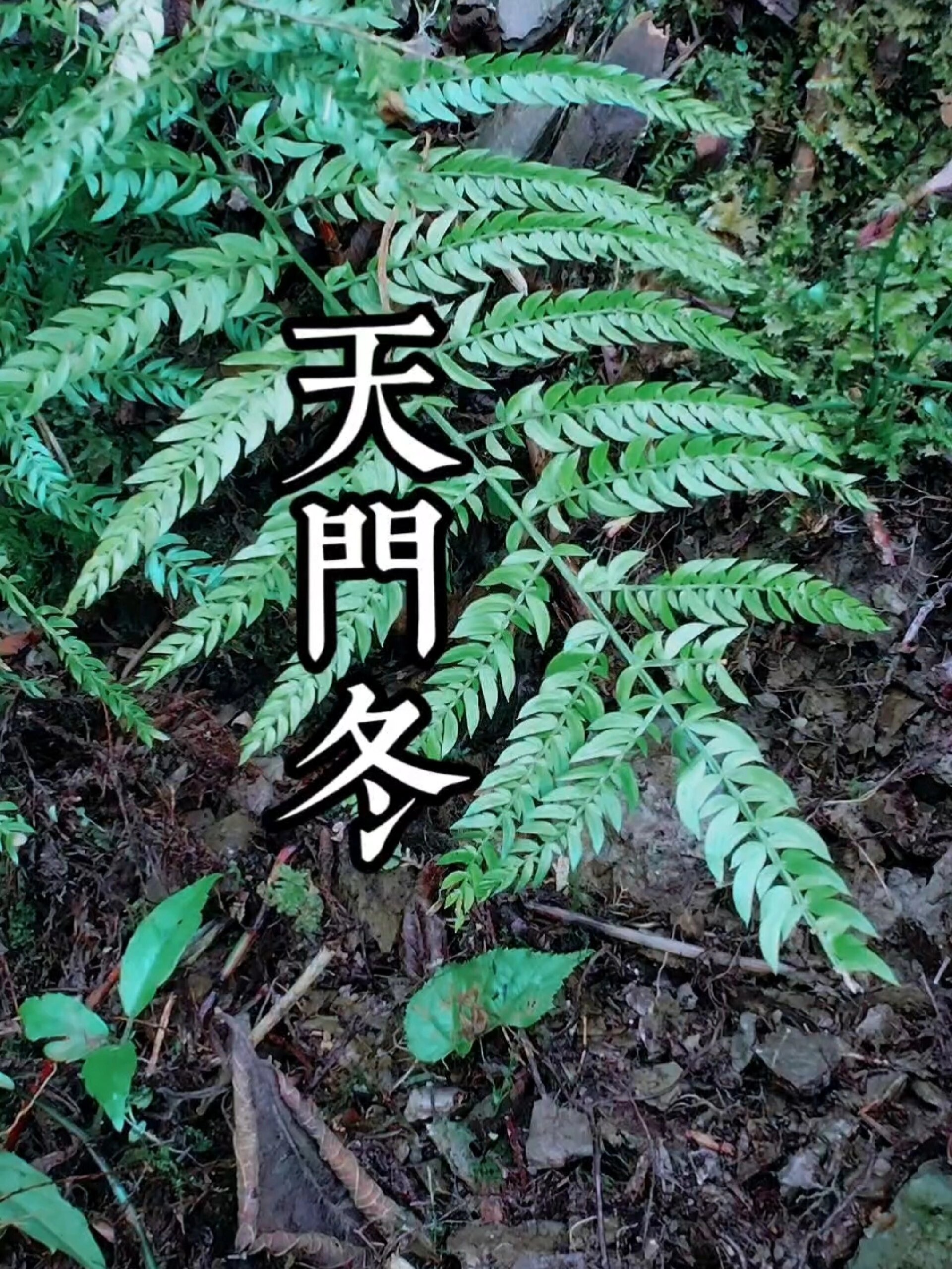天门冬,又称天冬,是百合科植物天冬的干燥