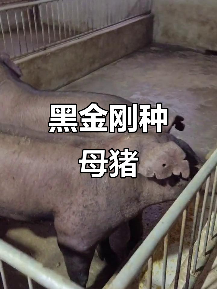 黑金刚母猪:200斤左右,强壮有力