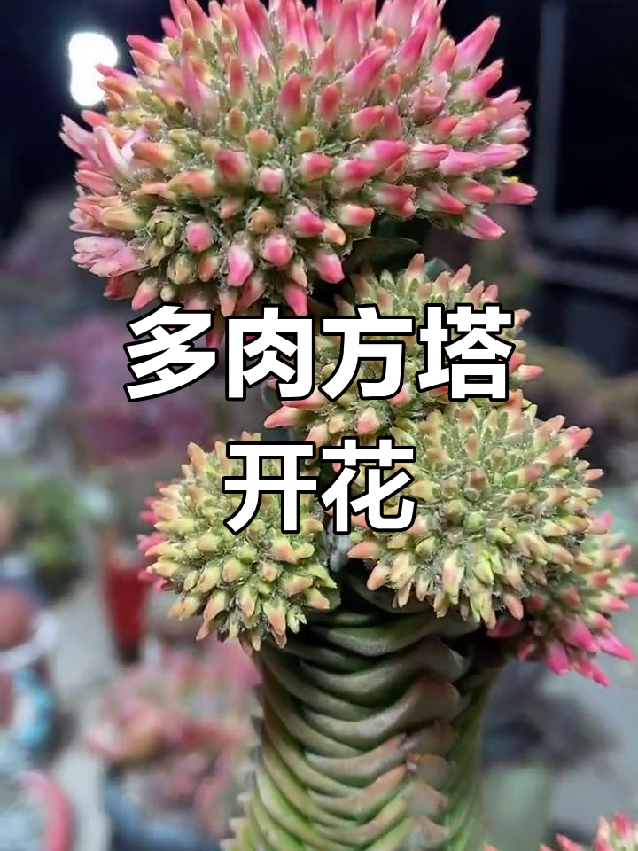 方塔盛开,美丽多肉植物绽放
