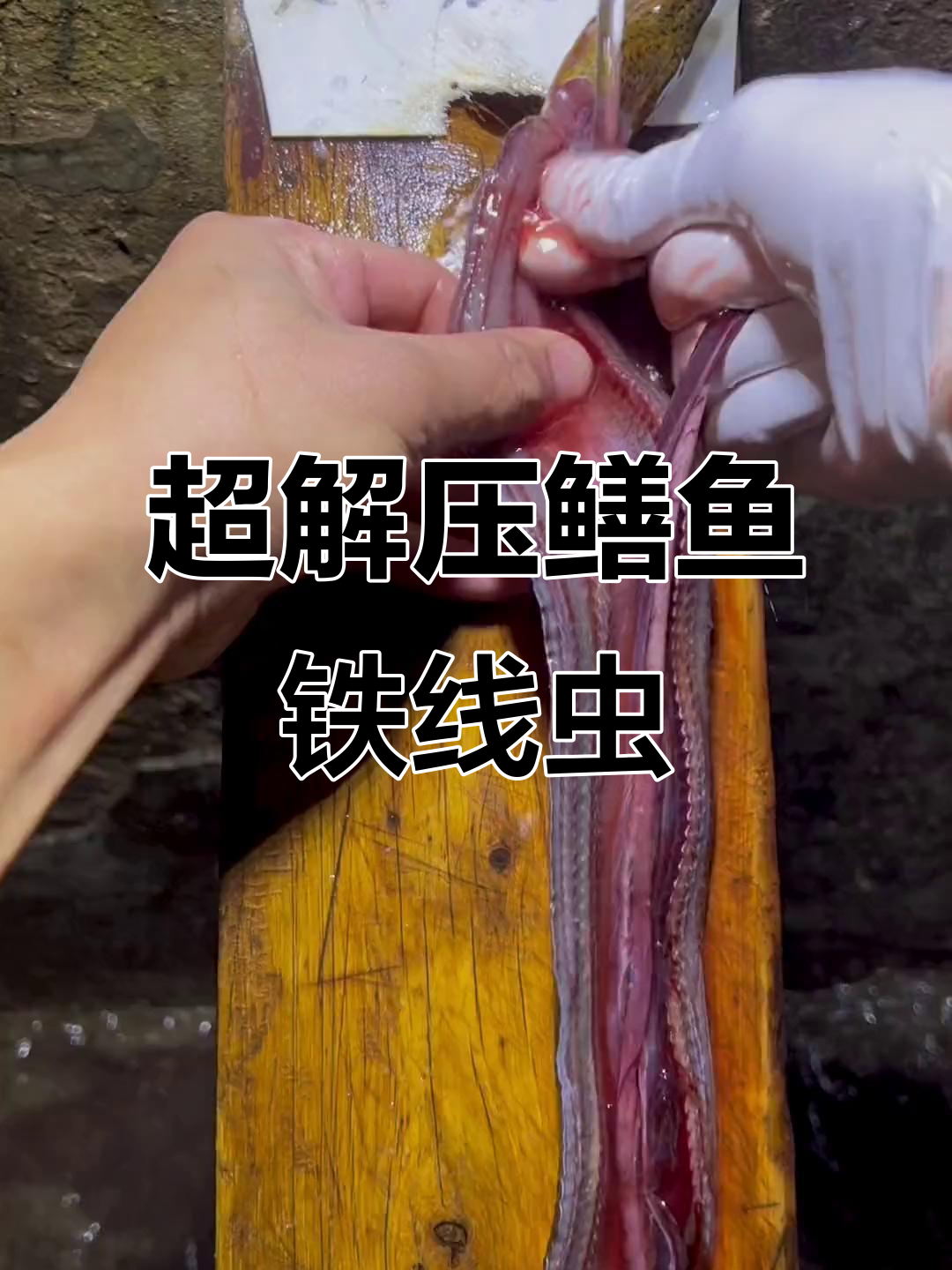 鳝鱼铁线虫解压视频,超级舒适放松
