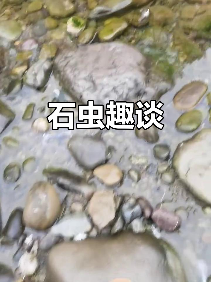 四川河沟里的奇特生物,石虫捉来玩,别问哪里买!