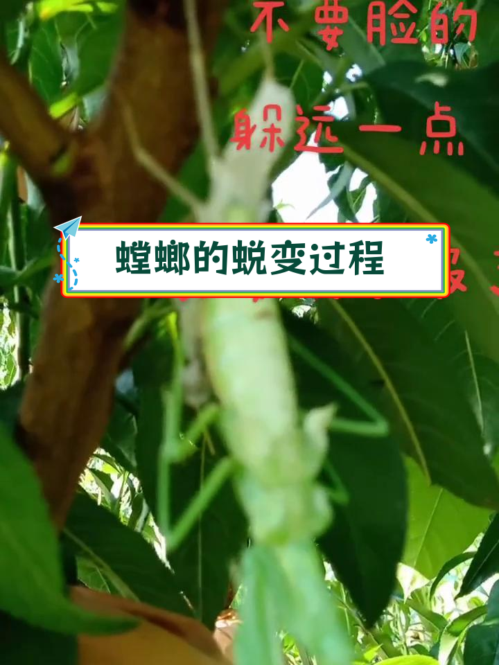 螳螂成长记:7-11次蜕皮才能成虫