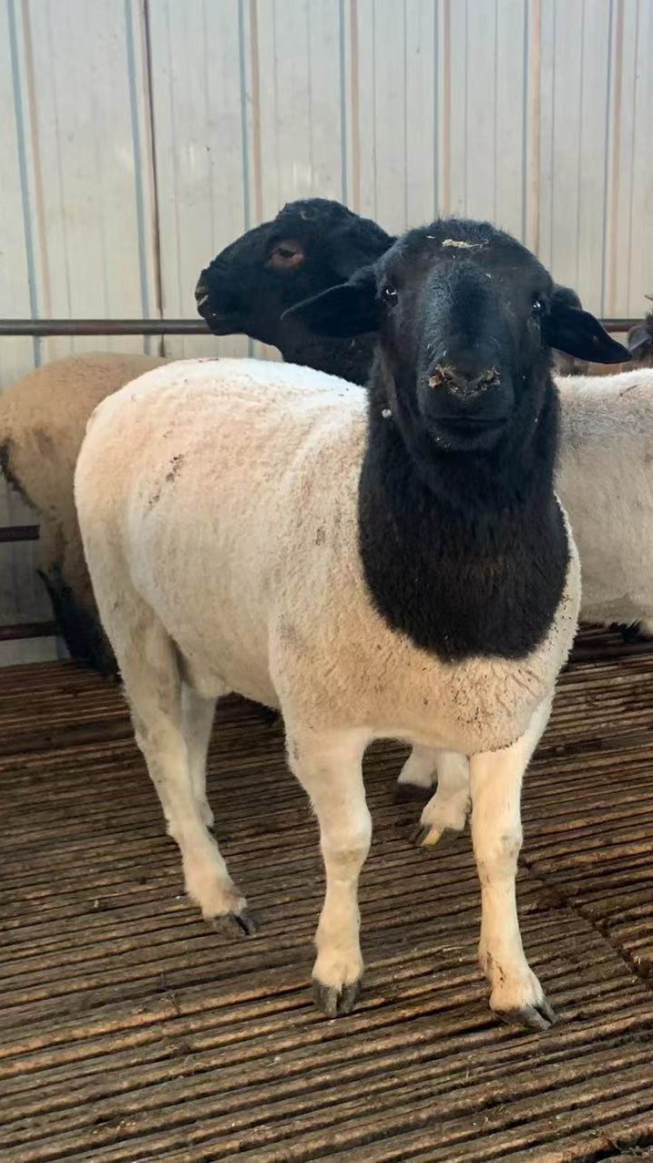 黑头杜泊绵羊养殖场,好养易活,农户优选的品种羊