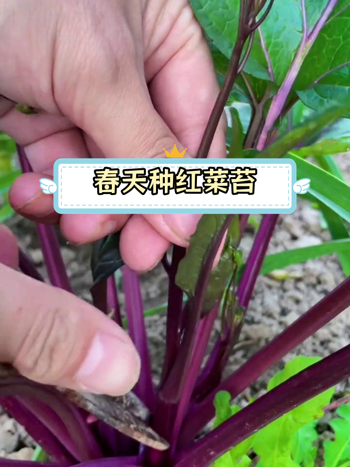 红菜苔种植指南:越割越长,适合春季播种
