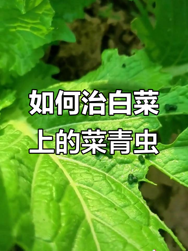菜青虫危害大,如何有效防治?