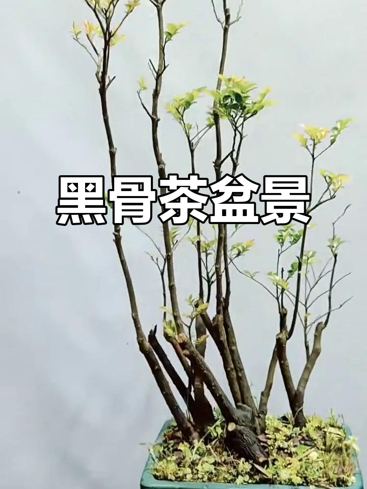 丛林黑骨茶:独特盆景魅力
