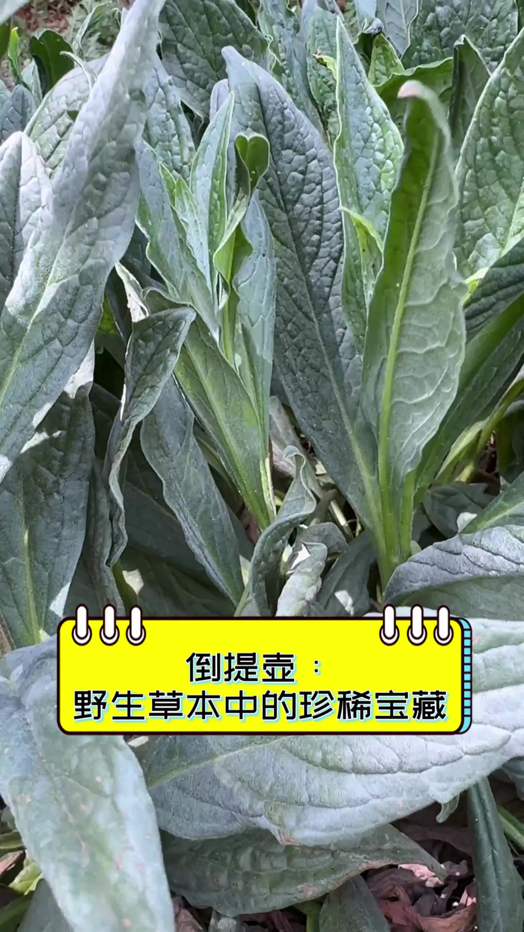 草药倒提壶的图片大全图片