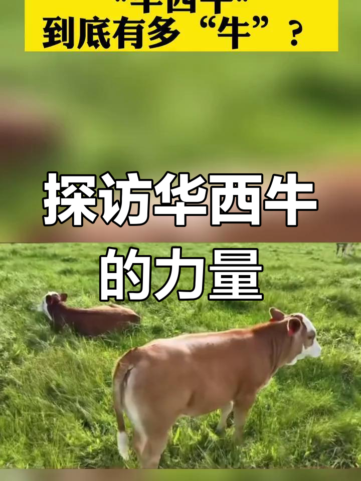 华西牛到底有多强?锡林郭勒的秘密揭秘