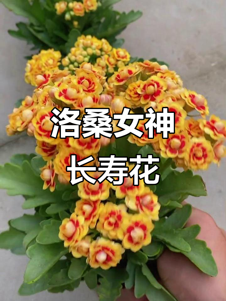 洛桑女神长寿花:与金狐狸齐名,花朵颜色不同但同样美丽