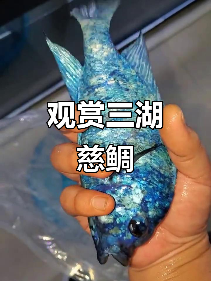 三湖慈鲷爆花蓝宝石,鱼缸里的自然美景