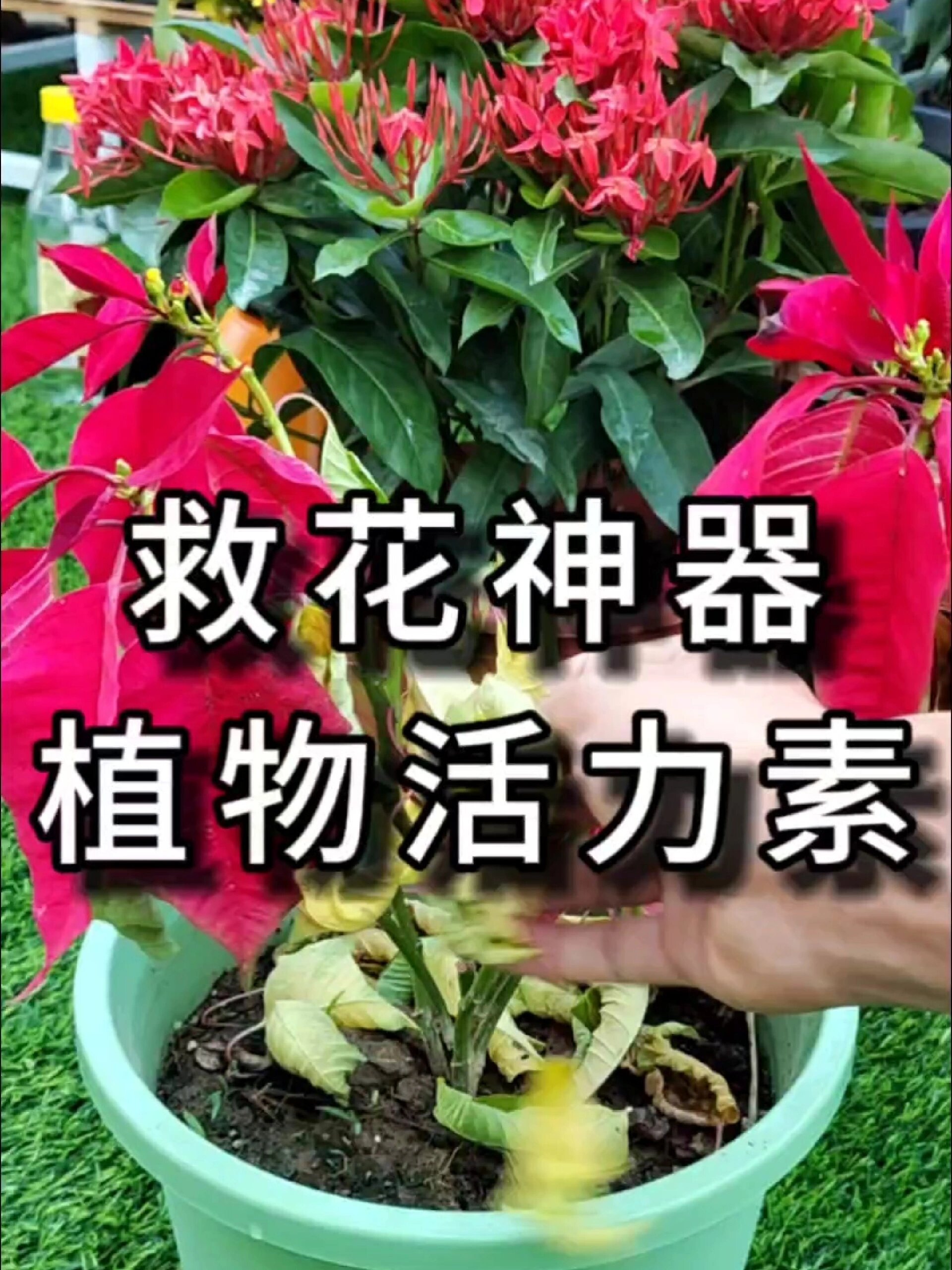 救花神器植物活力素