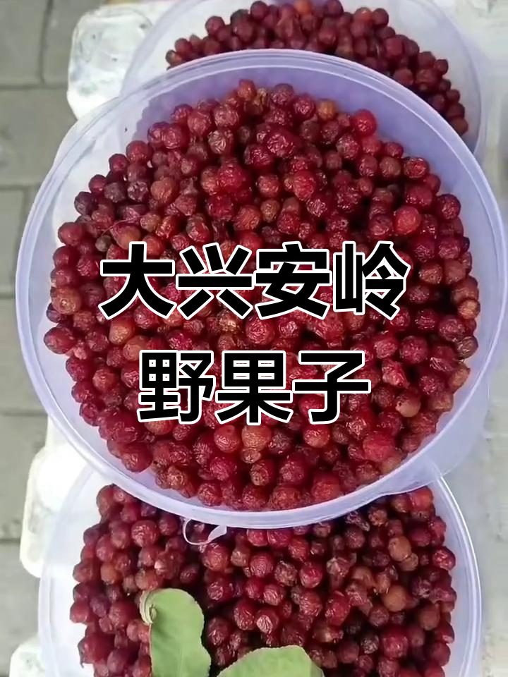 大兴安岭野生山丁子果,酸甜可口自然熟透