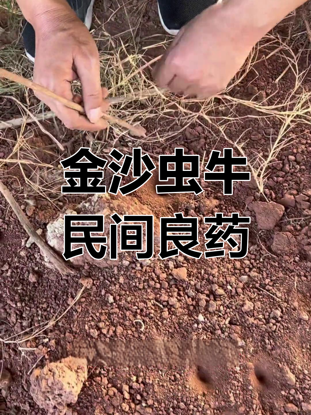 儿时玩伴竟是"金沙虫牛"?这种昆虫竟然能治病!