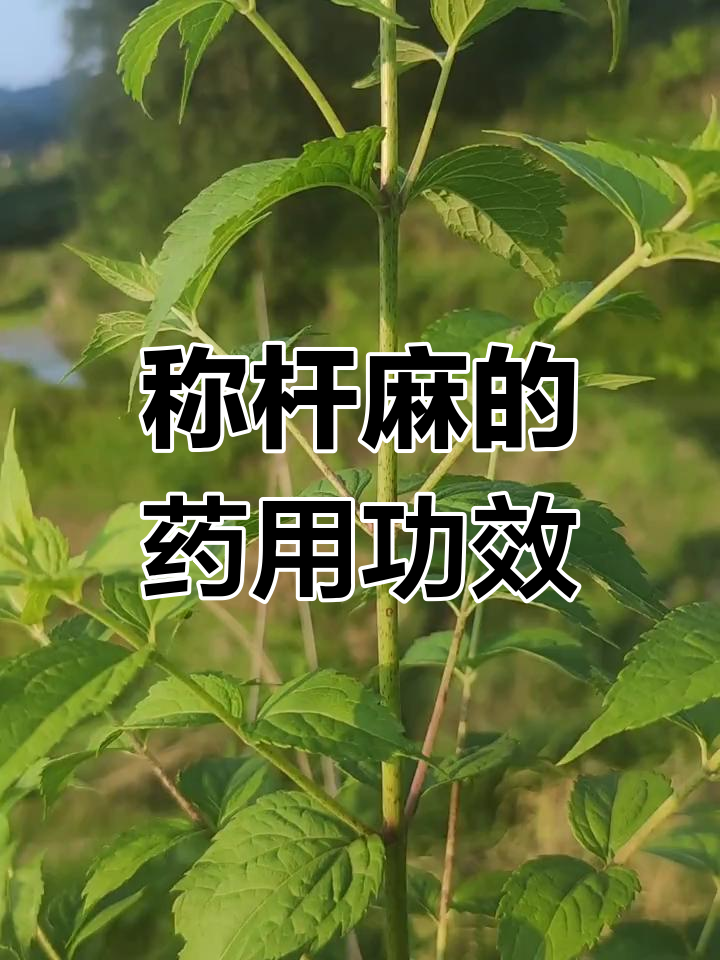 秤杆麻:伤寒药与利尿消肿的神奇植物