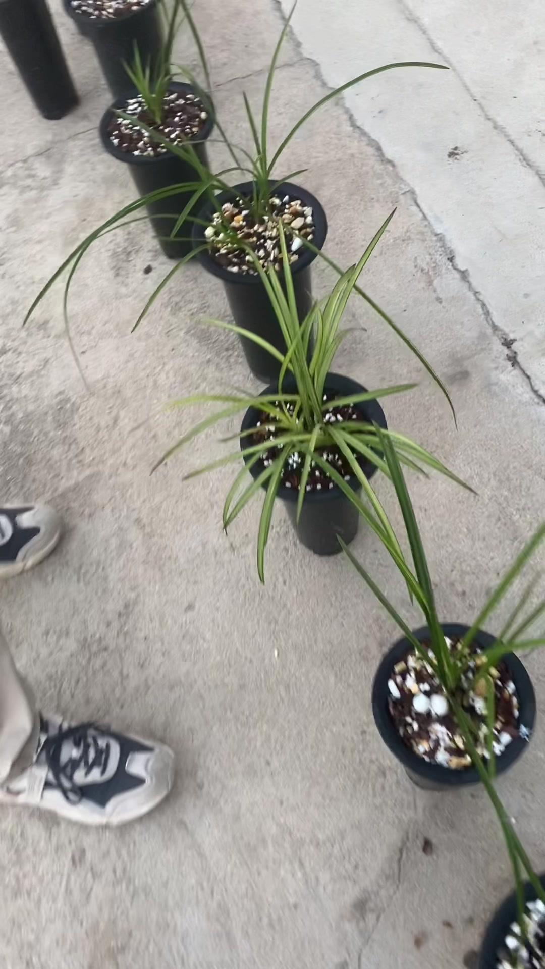 来满春园欣赏兰花,蕙兰壮苗醉美人 兰花 花卉绿植 爱生活爱养花-度小