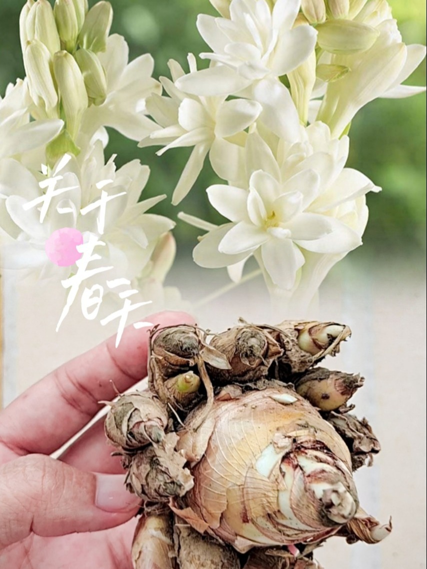 晚香玉种球种植