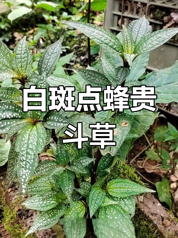 罕见白斑点风柜斗草,国家濒危保护植物