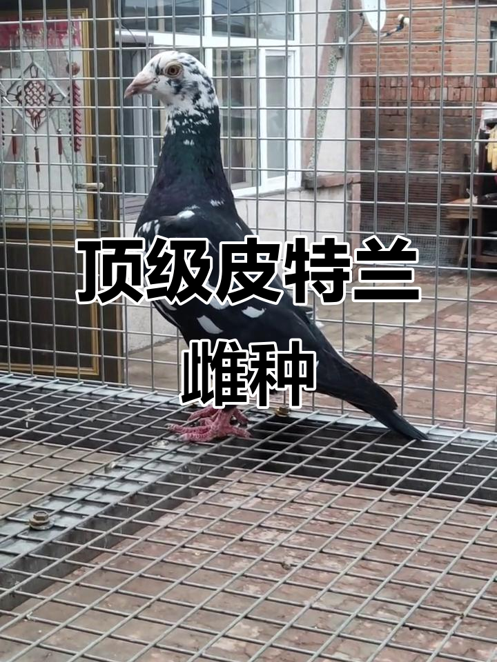 原棚皮特兰056本舍高级雌种展示