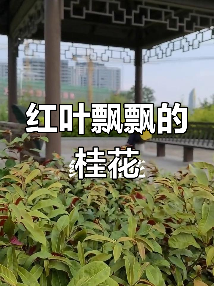 红背桂花:福建常见的美观植物