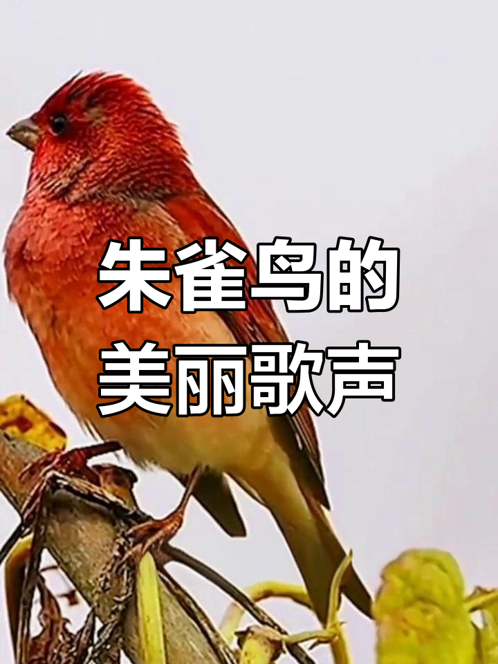 朱雀鸟鸣声悦耳,春季迁徙时活跃于林间