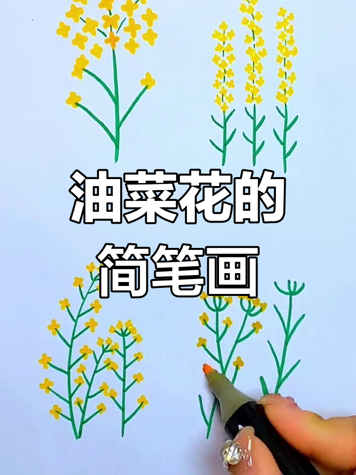 油菜花简笔画怎么画图片