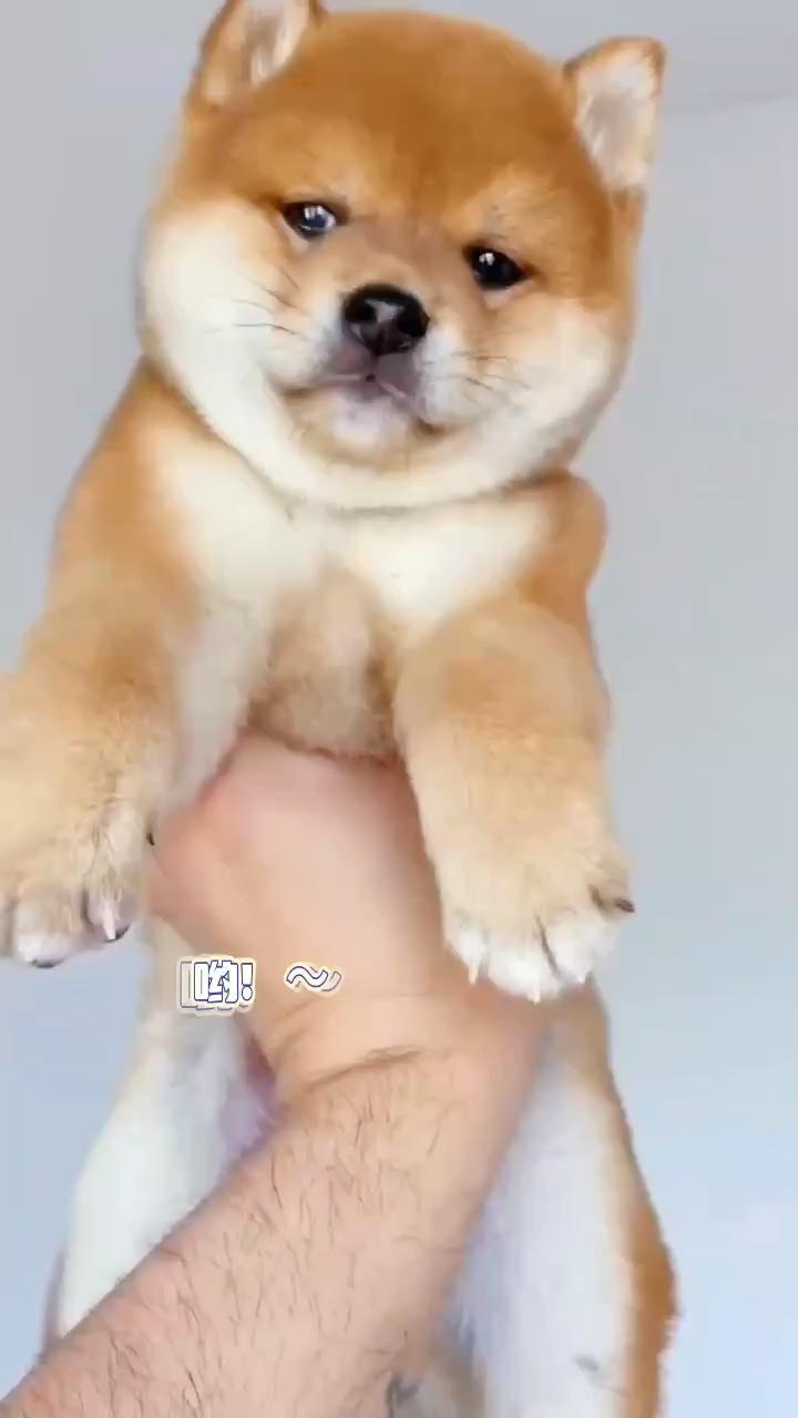 柴柴日常 柴犬 柴犬价格 膊袢６瞧晖计嘟嘟狗肉嘟嘟狗图片