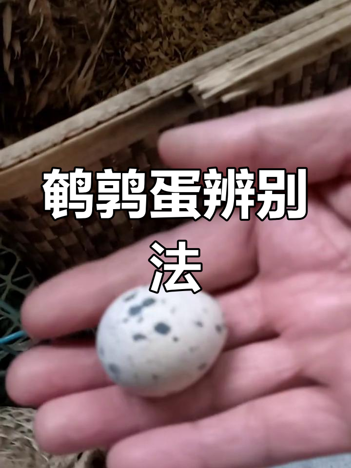鹌鹑蛋的形状能辨公母?尖的是雄,圆的是雌
