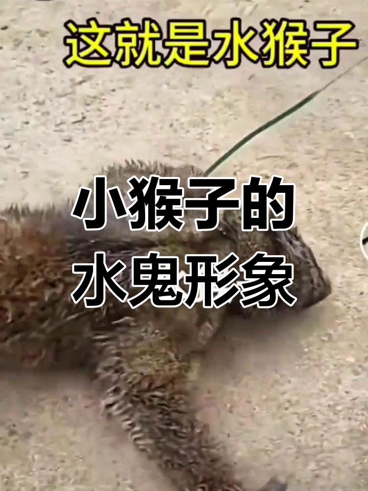 水鬼真面目揭秘,刚出生的小猴子竟然这么可爱!