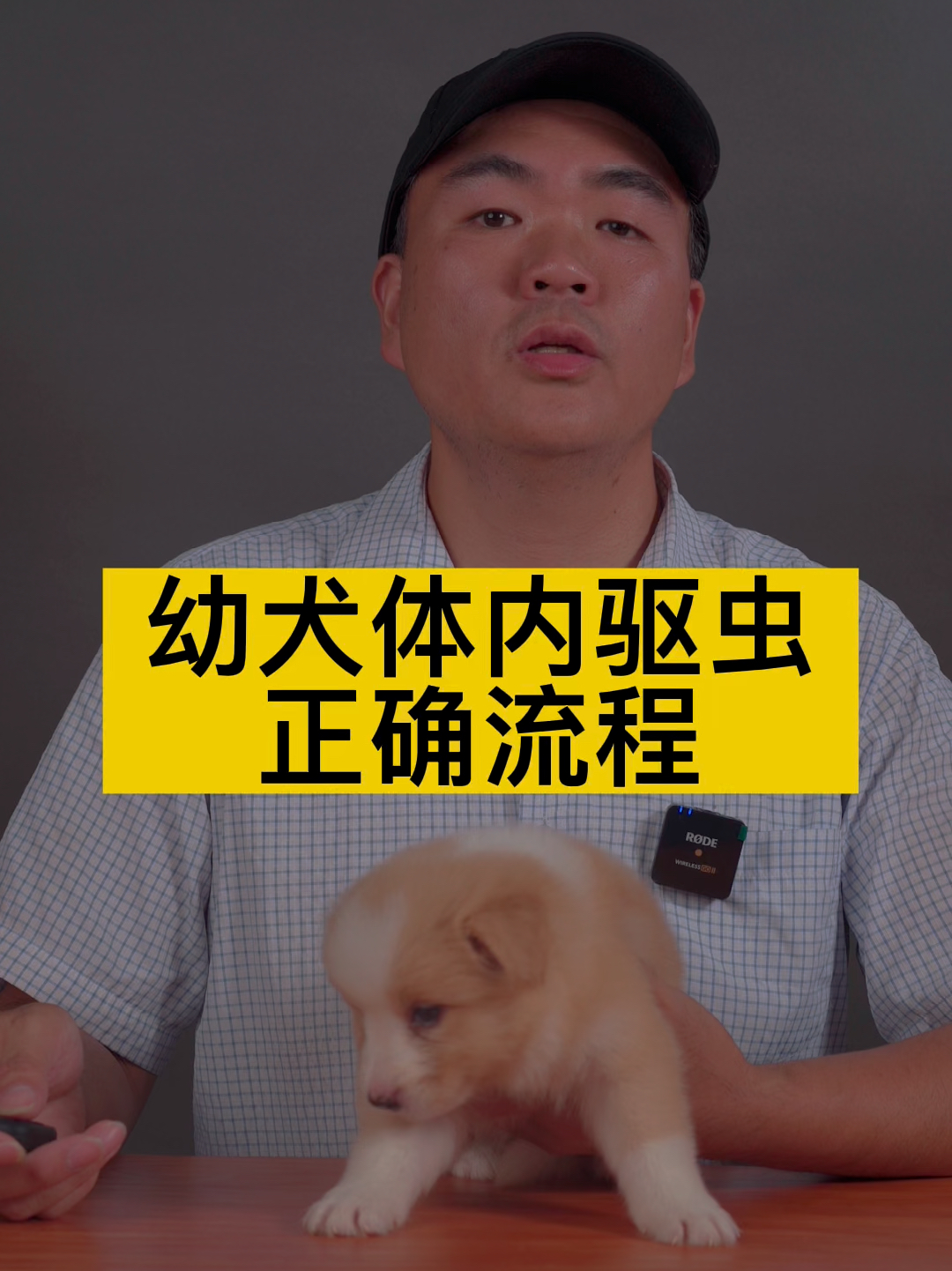 幼犬体内驱虫流程