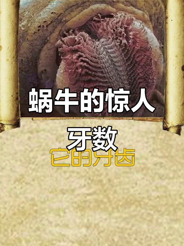 蜗牛竟有2万6千颗牙齿,比鲨鱼还多!