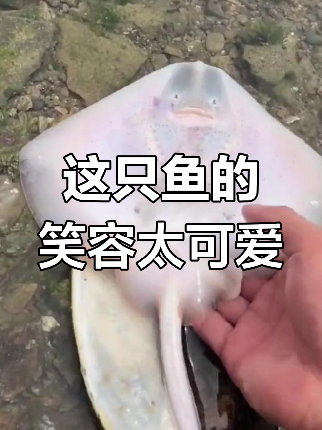 这条鱼笑得好开心,简直萌翻了