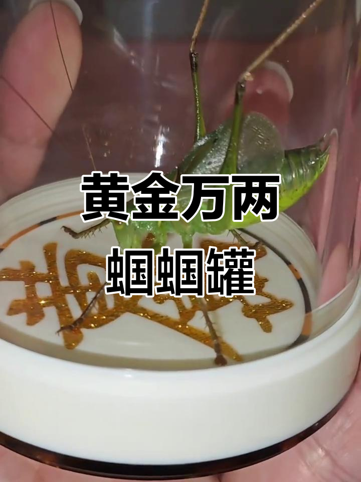黄金万两蝈蝈罐,财运滚滚来!