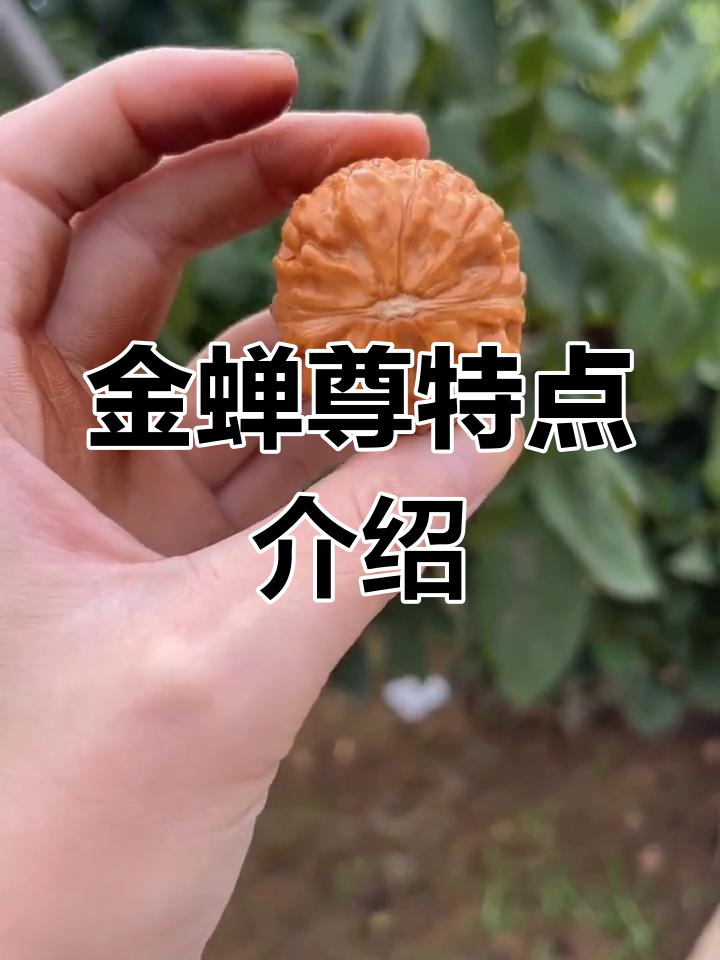 金蟾樽核桃图片