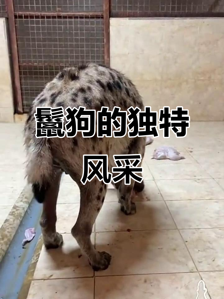鬣狗进食尽显狂野,连狮子老虎都得甘拜下风