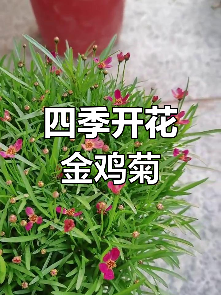 金鸡菊 四季耐寒耐热