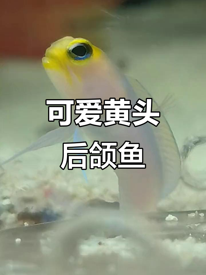 黄头后颌鱼吐沙口孵,萌态十足
