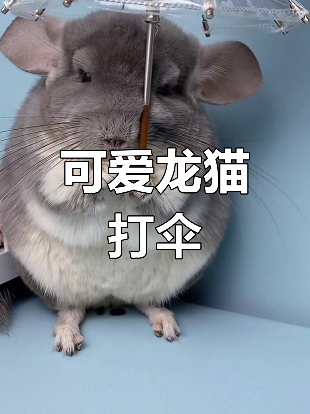 龙猫也能打伞了,萌态十足