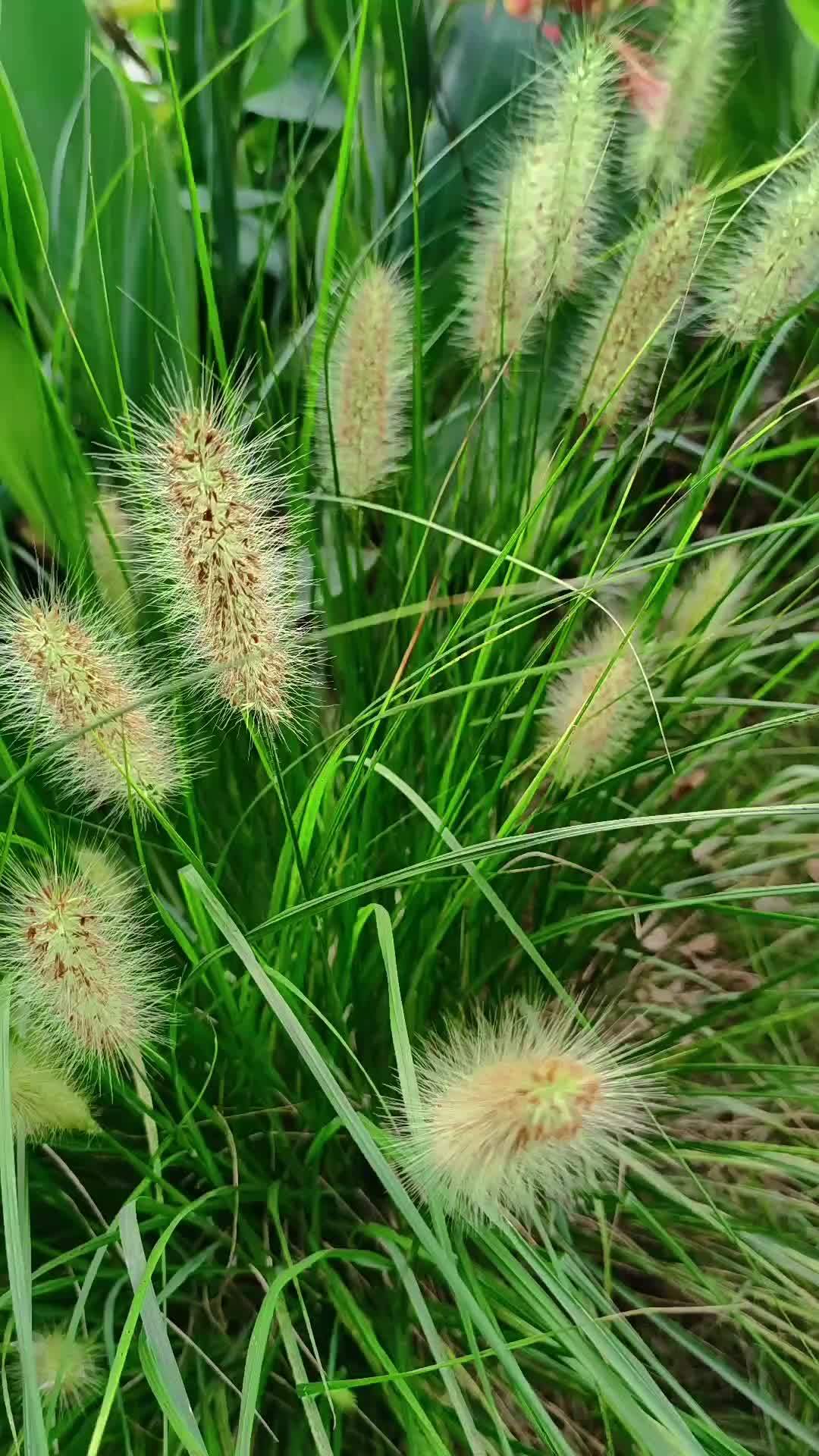 夏天小草的颜色图片