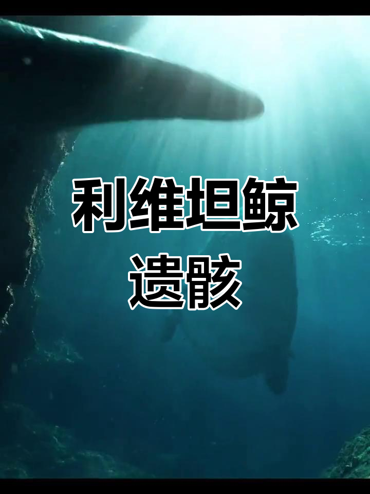 利维坦鲸电影图片