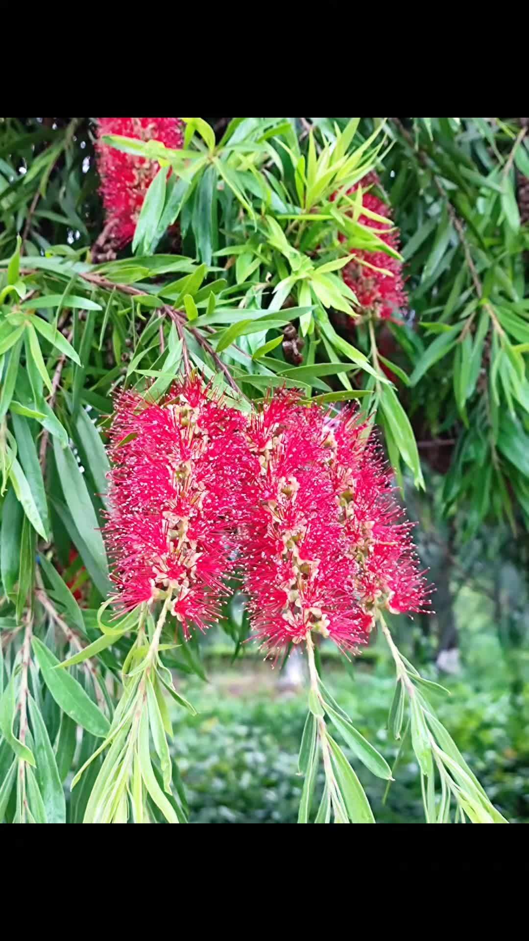 渠河公园里的垂直红千层 垂枝红千层 瓶刷子树 一花一世界一叶一菩提