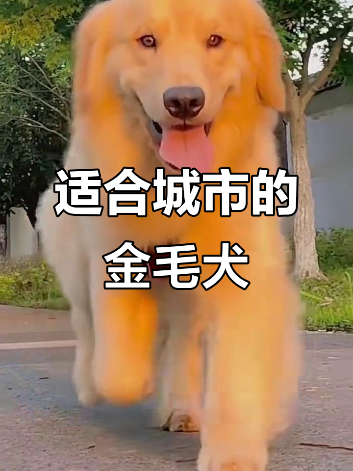 金毛犬:最适合城市养的温顺大型狗