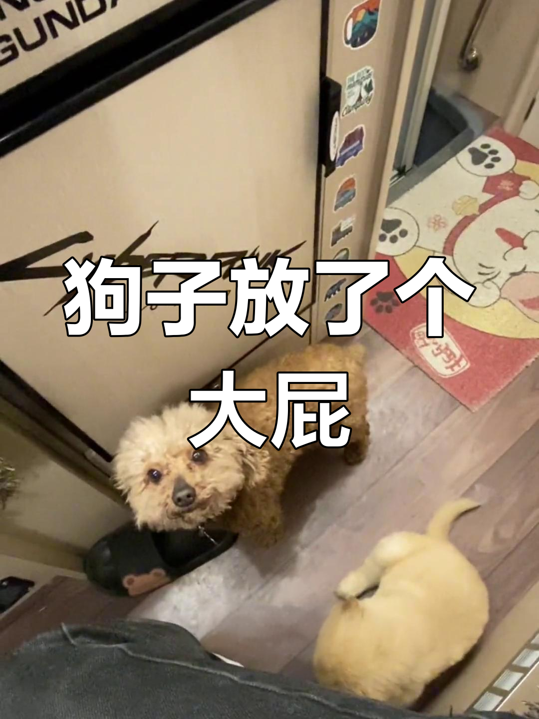 这只狗子放屁太臭,连自己都醒了!