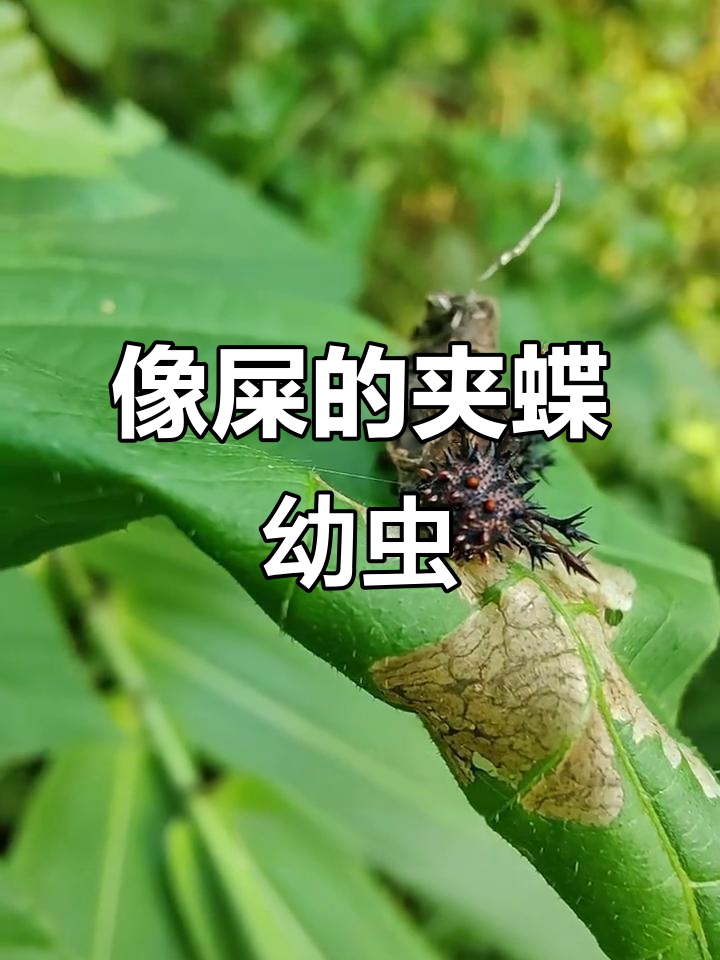 这只"屎"一样的虫子竟然会动,竟然是夹蝶幼虫!