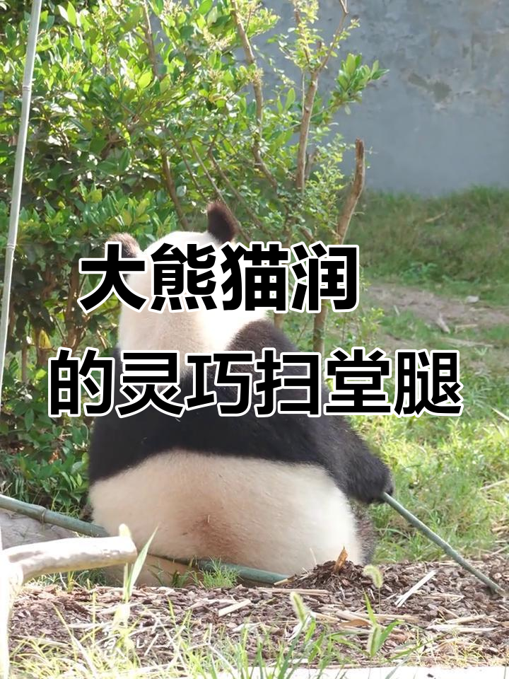 胖墩大熊猫灵活扫堂腿,萌态十足