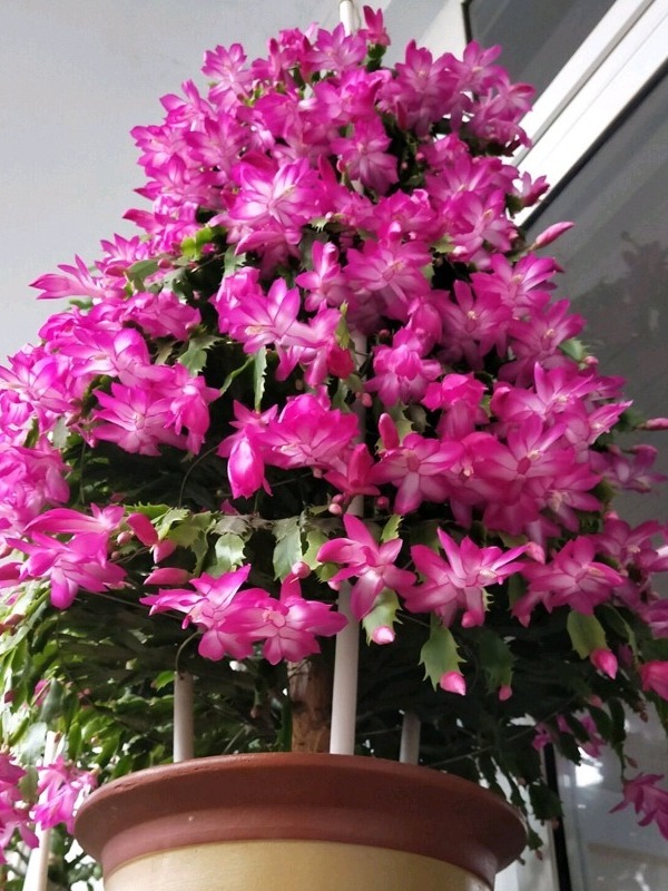 多年生长龙骨嫁接锦上添花蟹爪兰