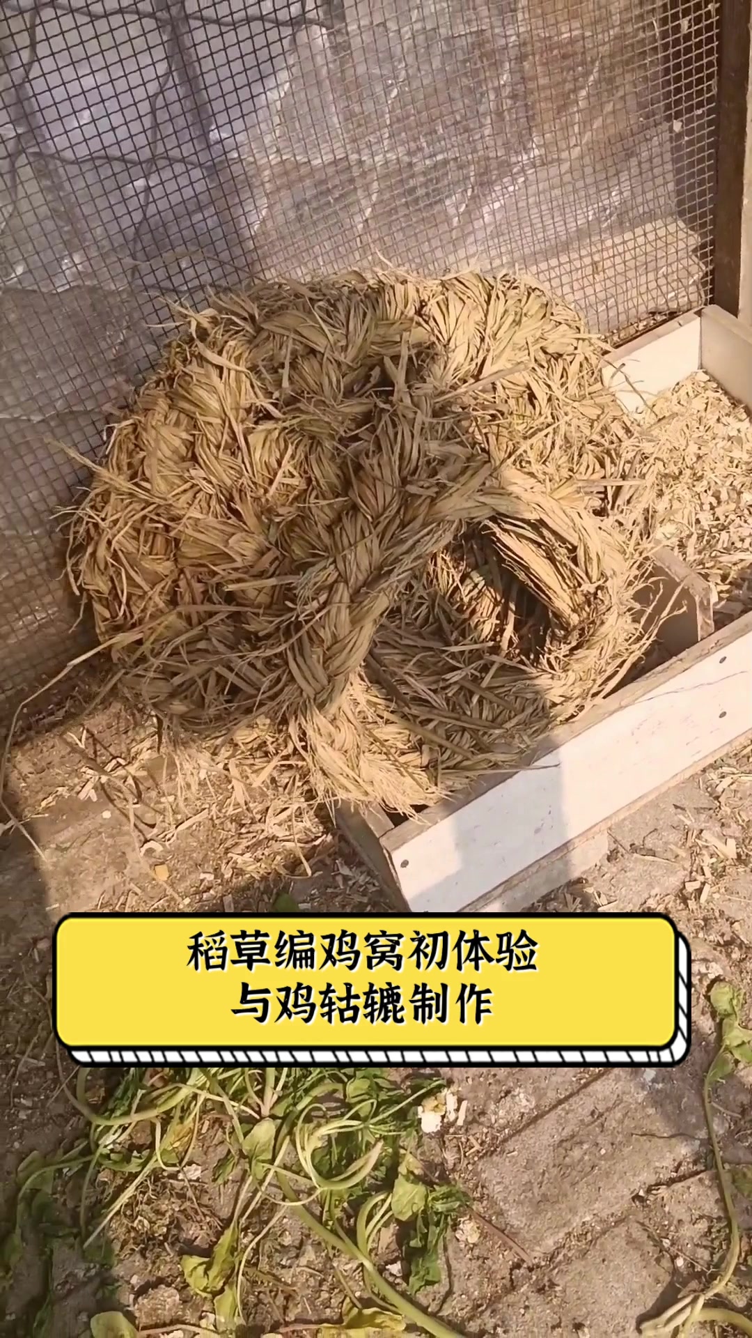 稻草编鸡窝初体验,与鸡轱辘制作