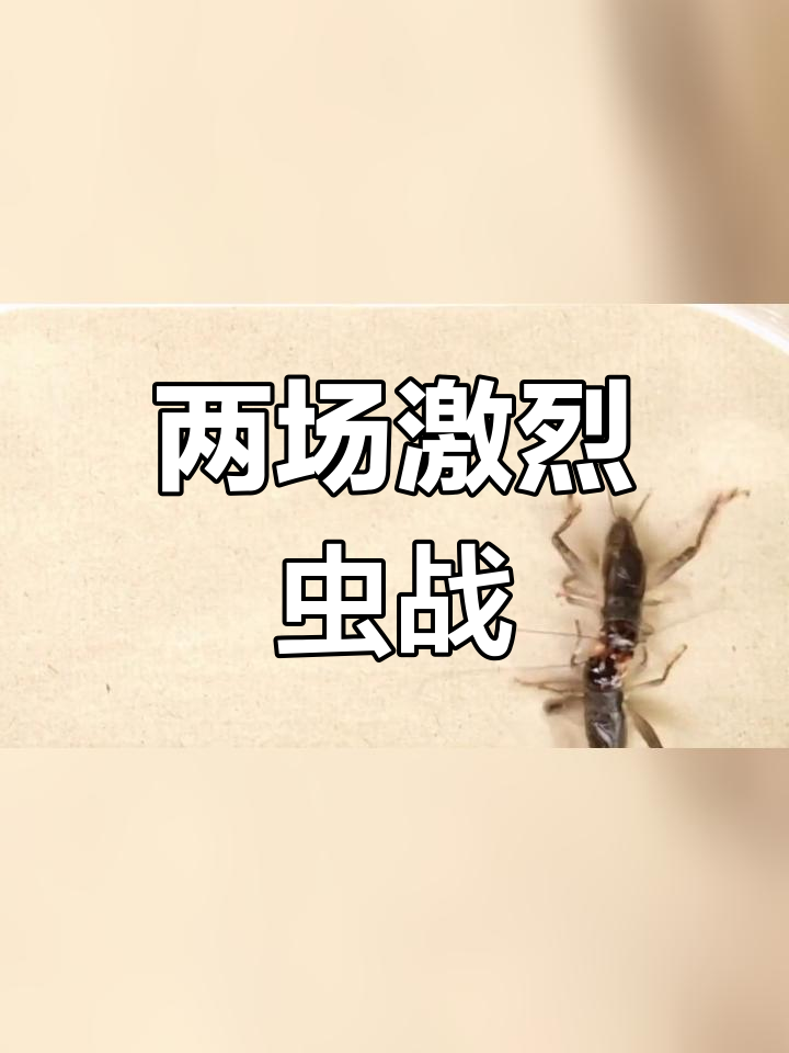 斗蟋蟀咬下头来图片