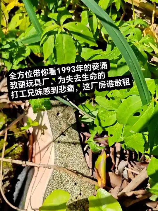 看看1993年的葵涌致丽玩具厂,为失去生命的打工兄妹感到悲痛,不管在