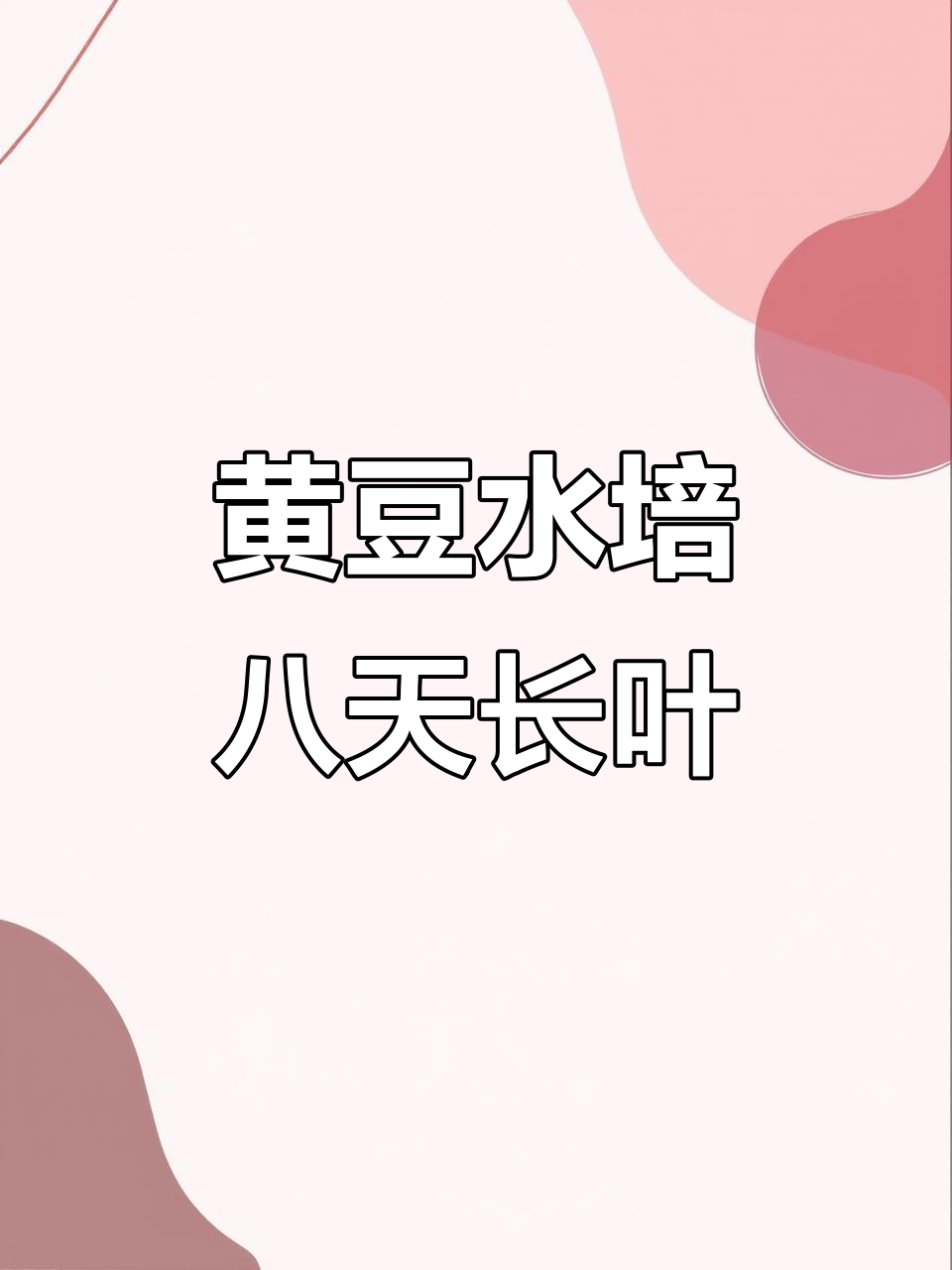 水培黄豆第八天,嫩绿叶片破土而出,生命力惊人